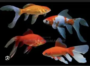 Golden Fish Commet