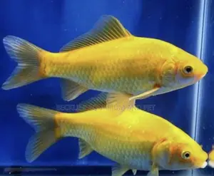 Golden Fish Commet