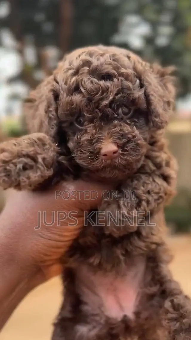 1-3 months Female Purebred Poodle