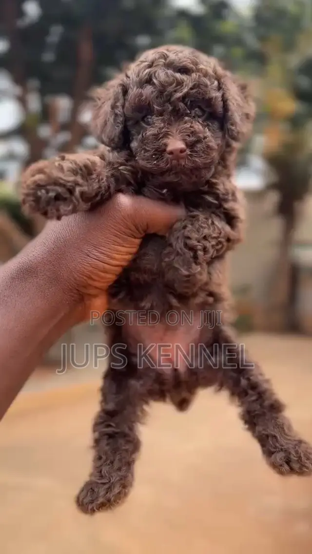 1-3 months Female Purebred Poodle