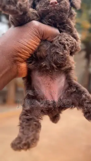 1-3 months Female Purebred Poodle
