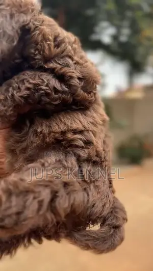 1-3 months Female Purebred Poodle