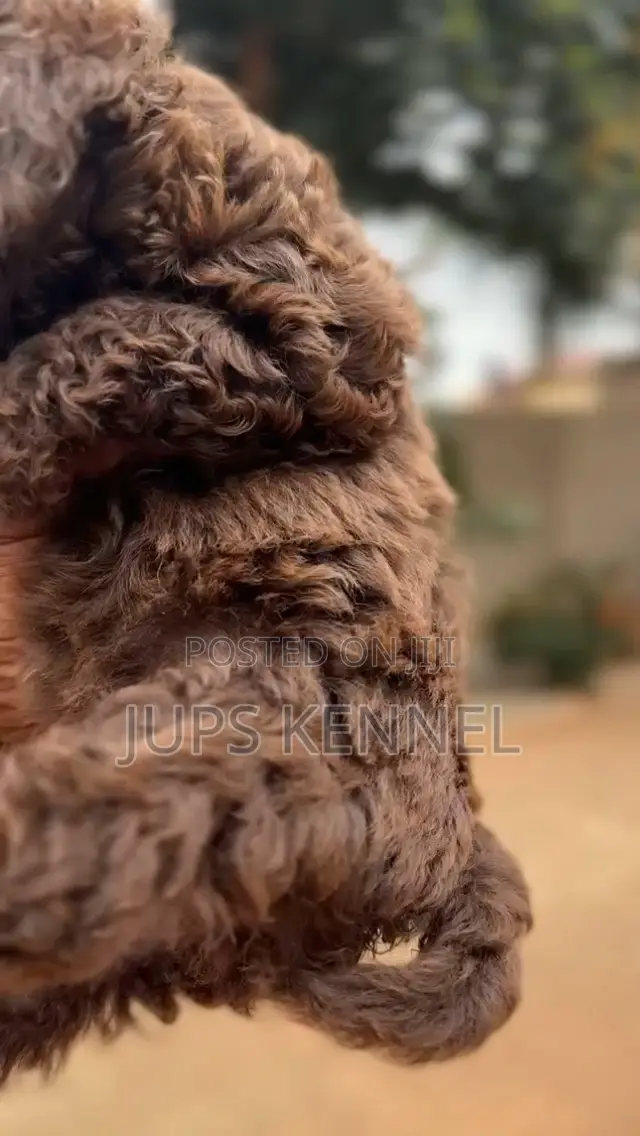 1-3 months Female Purebred Poodle
