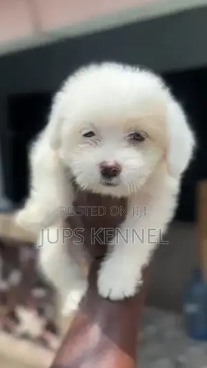 1-3 months Female Purebred Poodle