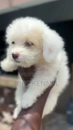 1-3 months Female Purebred Poodle
