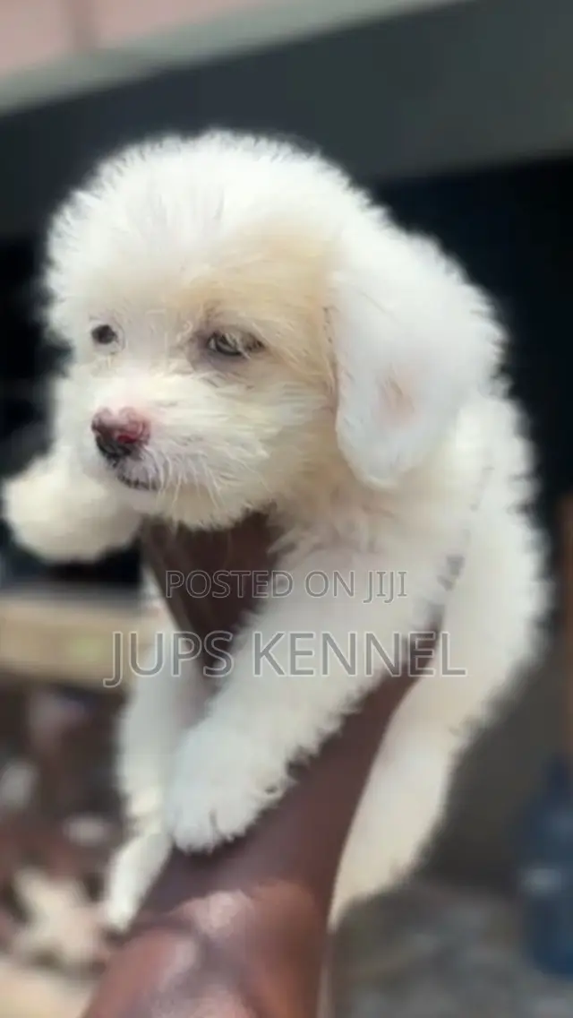1-3 months Female Purebred Poodle
