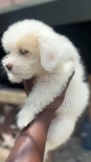 1-3 months Female Purebred Poodle