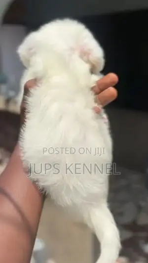 1-3 months Female Purebred Poodle