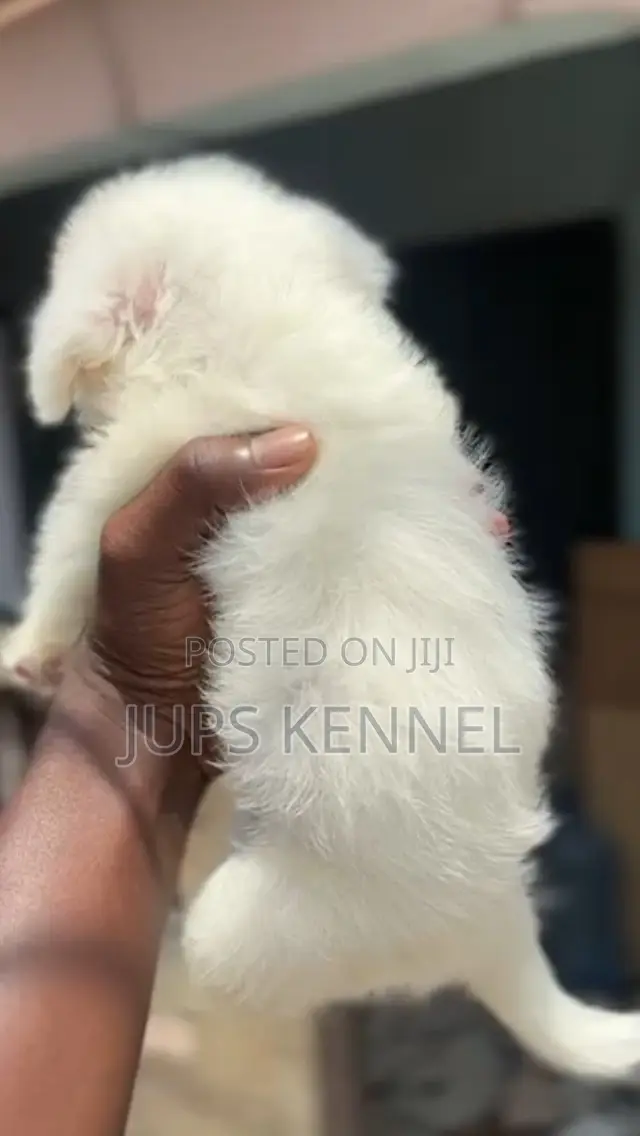 1-3 months Female Purebred Poodle