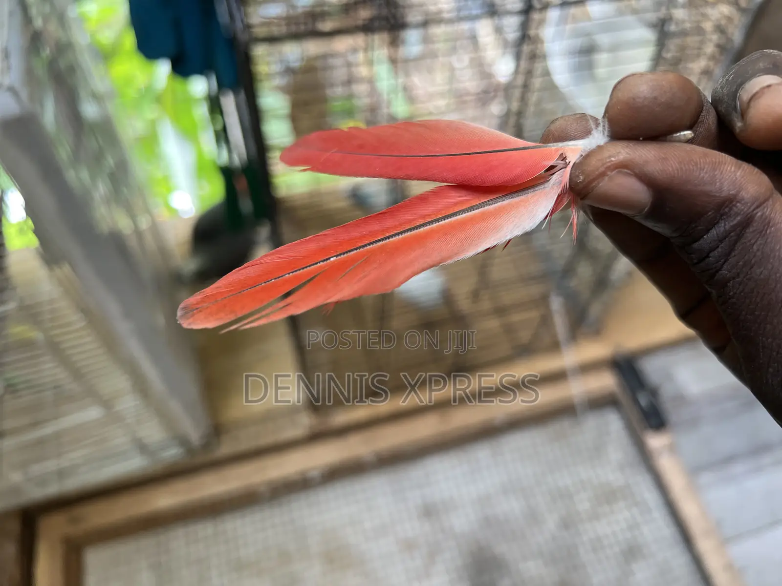 Red Tail Parrot Feathers