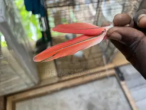 Red Tail Parrot Feathers