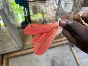 Red Tail Parrot Feathers