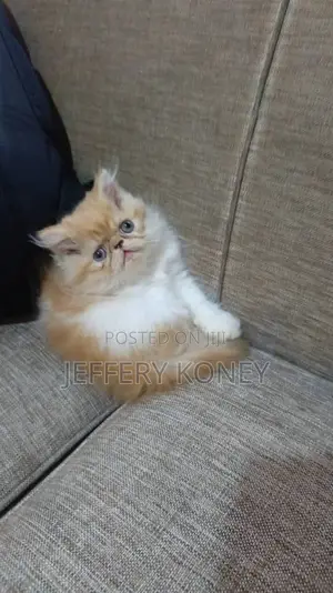 1-3 months Male Purebred Persian