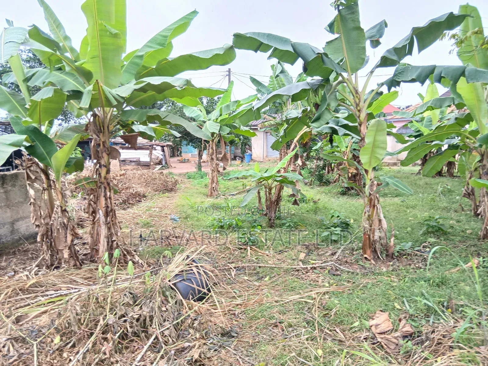Land for Sale at Tech Apemso Near Knust Campus