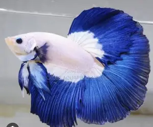 Betta Fish ( Siamese Fighting Fish )