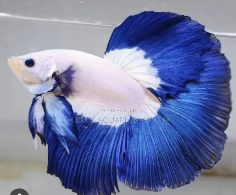 Betta Fish ( Siamese Fighting Fish )