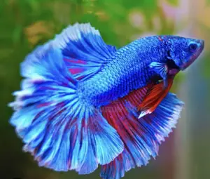 Betta Fish ( Siamese Fighting Fish )