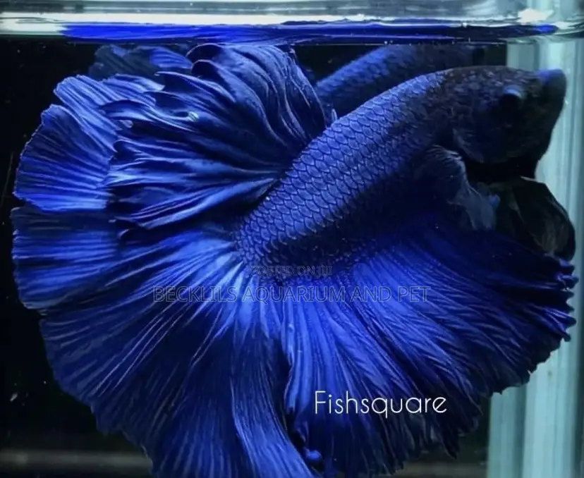 Betta Fish ( Siamese Fighting Fish )