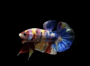 Multicolored Plakat Betta Fish