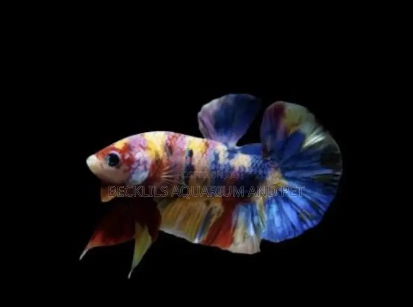 Multicolored Plakat Betta Fish