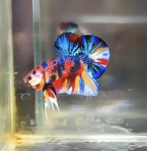 Multicolored Plakat Betta Fish