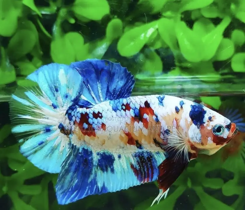 Galaxy Betta Fish