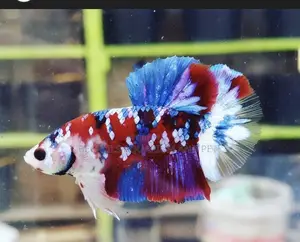 Galaxy Betta Fish