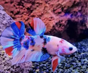 Galaxy Betta Fish
