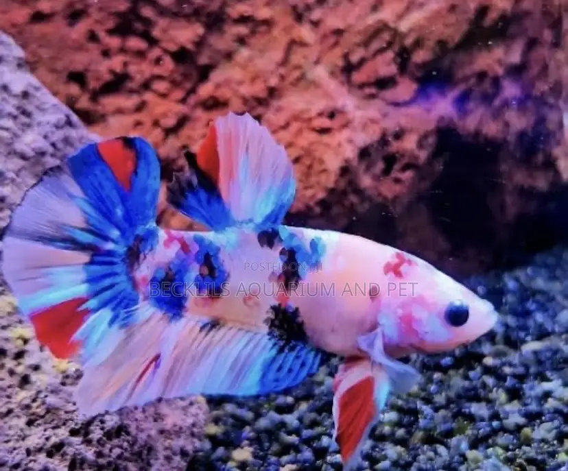 Galaxy Betta Fish