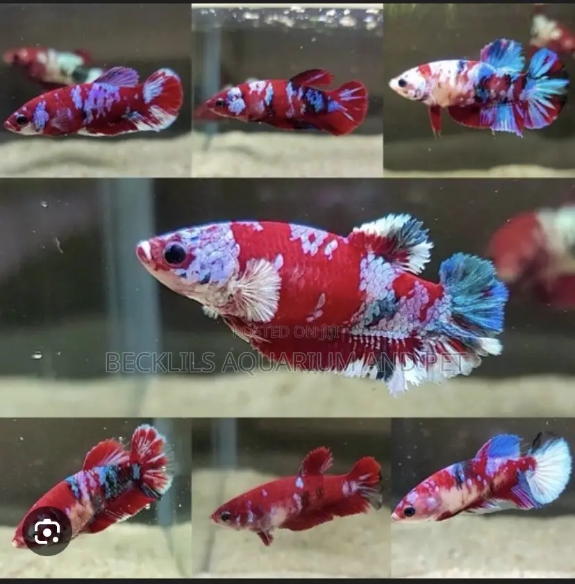 Galaxy Betta Fish