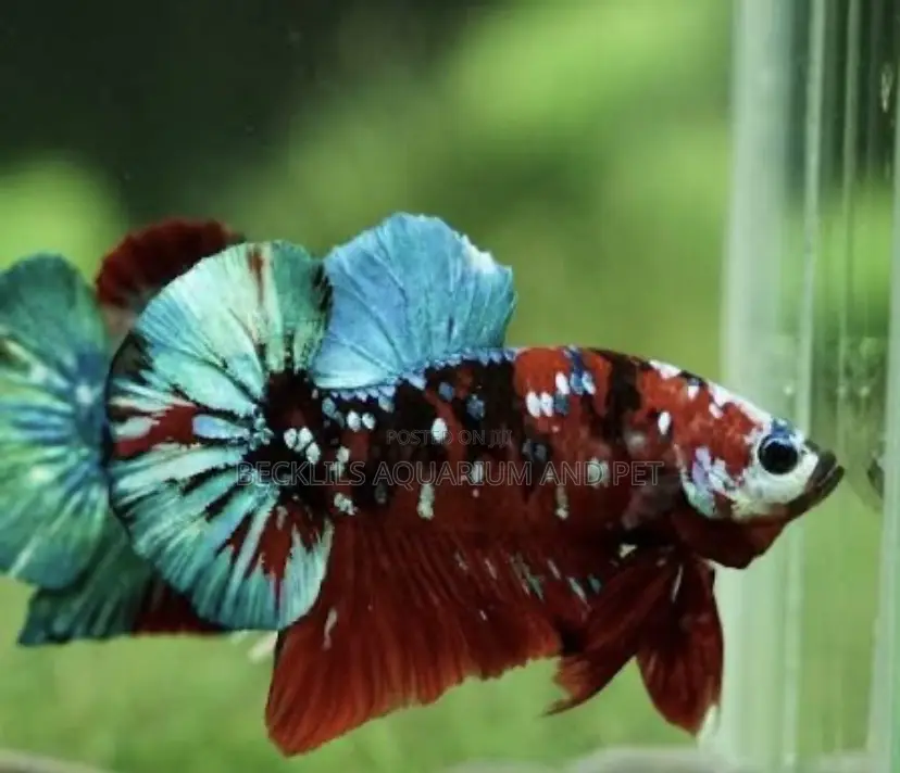 Galaxy Betta Fish