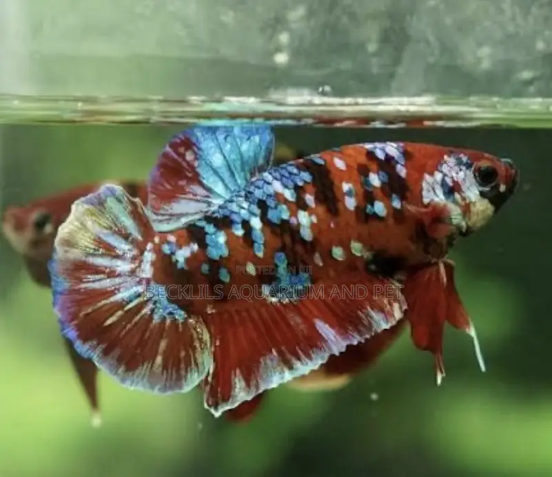 Galaxy Betta Fish