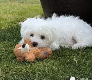 1-3 months Female Purebred Maltese