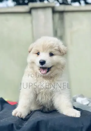 1-3 months Male Purebred American Eskimo