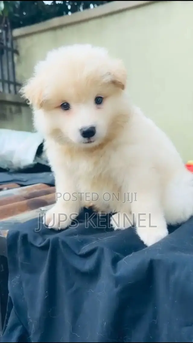 1-3 months Male Purebred American Eskimo