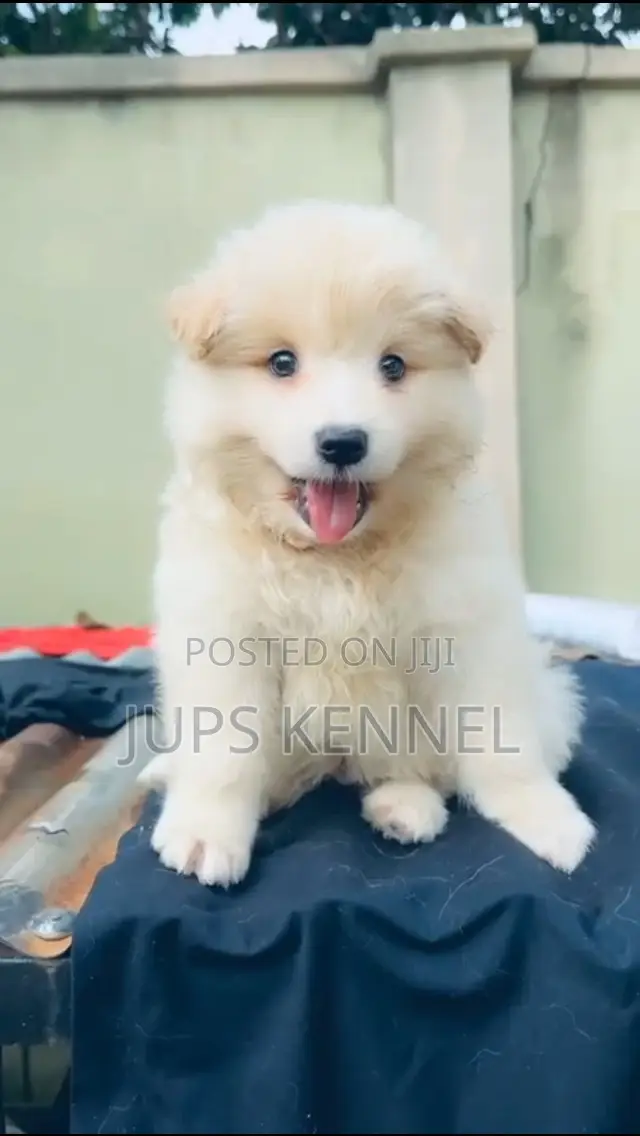 1-3 months Male Purebred American Eskimo