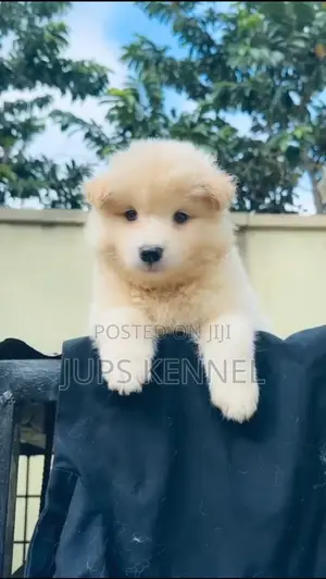 1-3 months Male Purebred American Eskimo