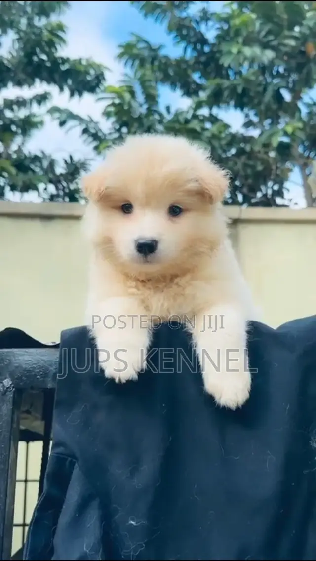 1-3 months Male Purebred American Eskimo