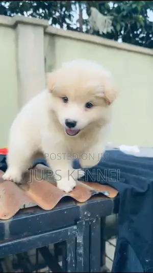 1-3 months Male Purebred American Eskimo