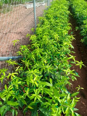 Grafted Mangoes