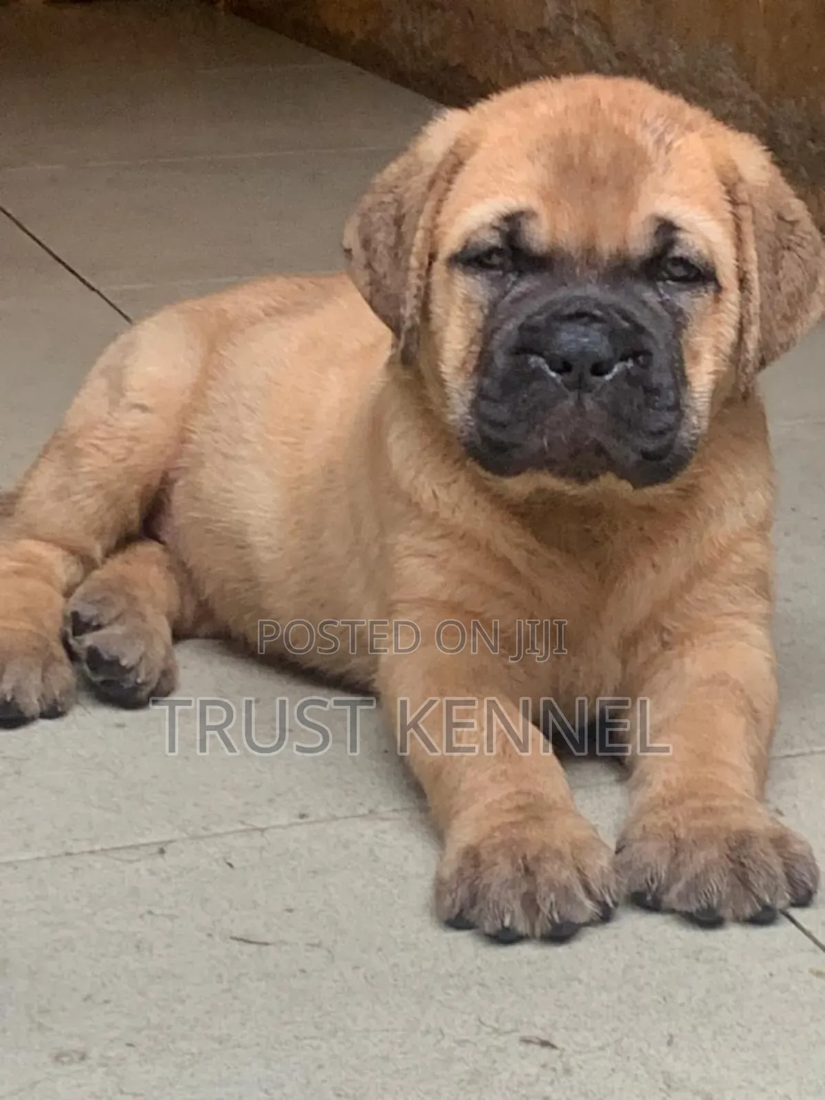 1-3 months Female Purebred Boerboel