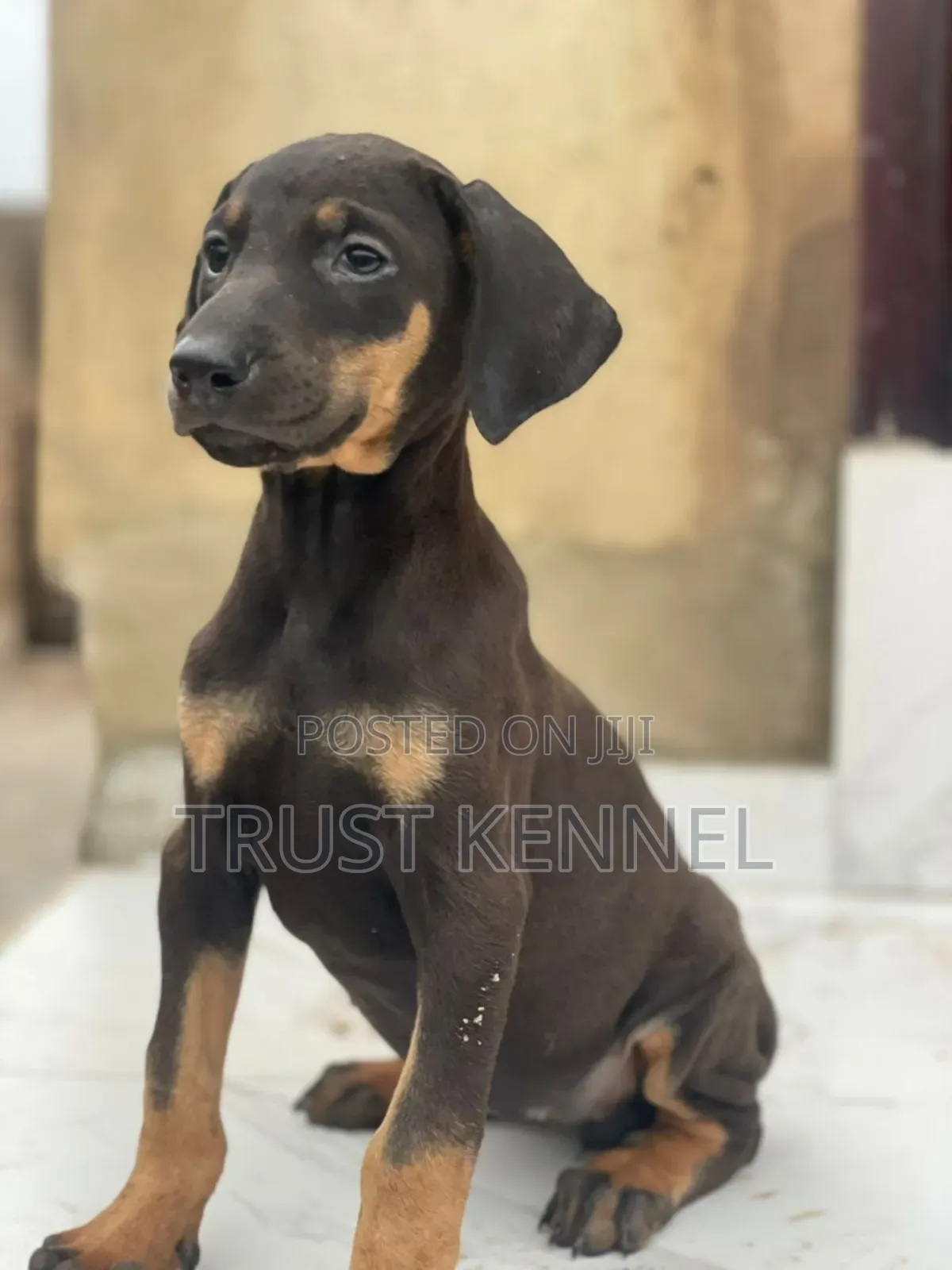 1-3 months Male Purebred Doberman Pinscher