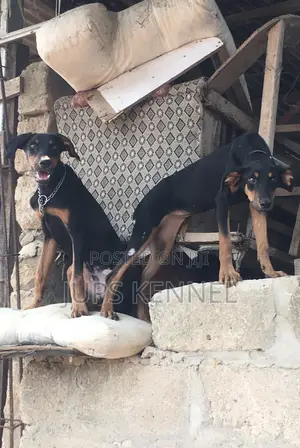 3-6 months Female Purebred Doberman Pinscher