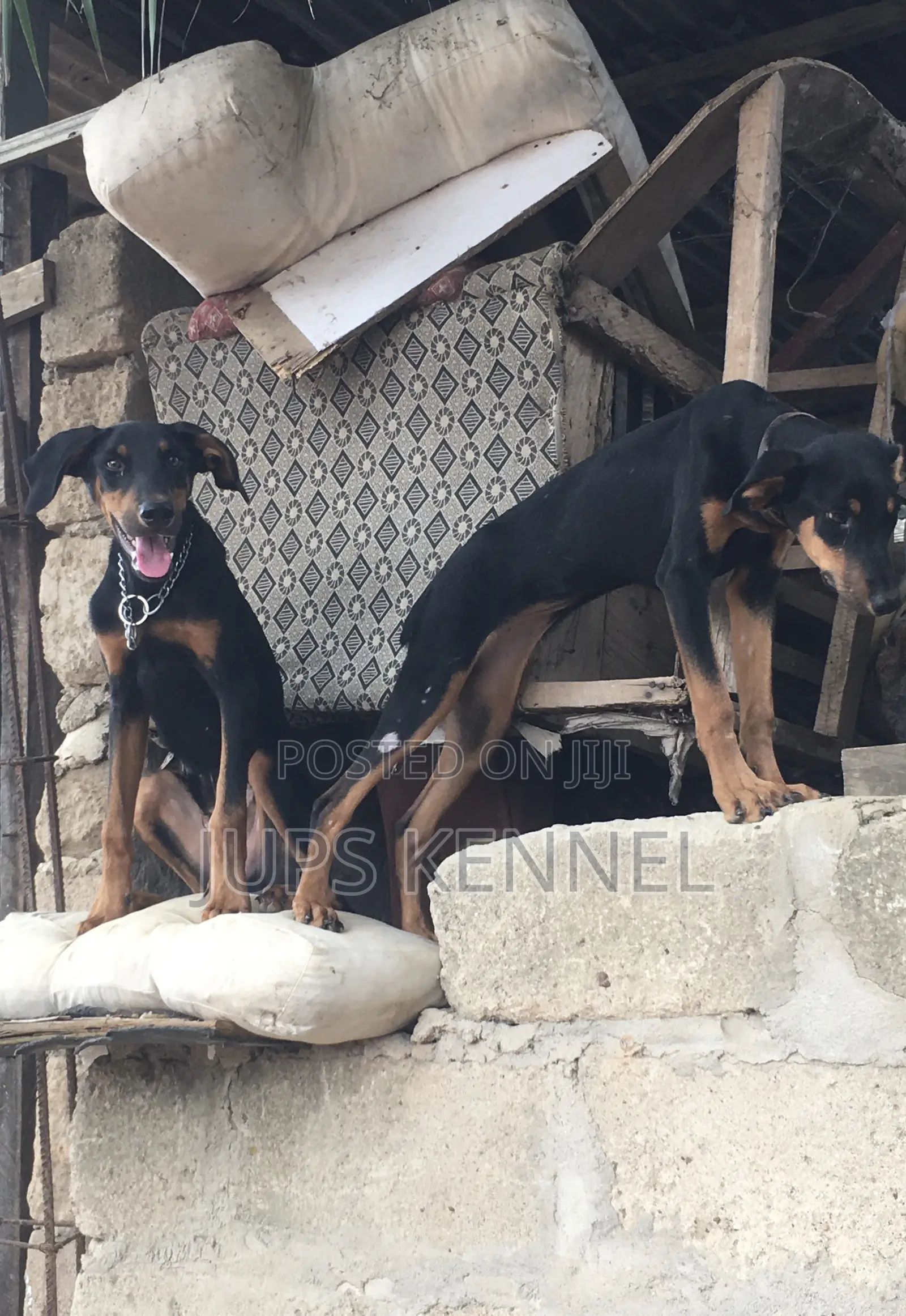3-6 months Female Purebred Doberman Pinscher