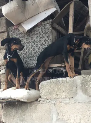 3-6 months Female Purebred Doberman Pinscher