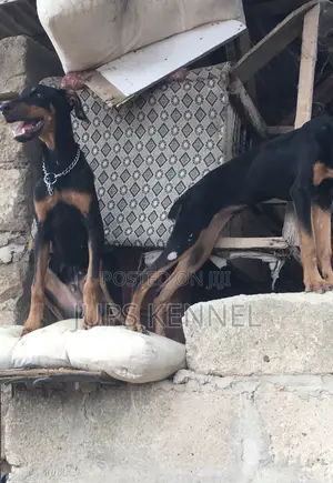3-6 months Female Purebred Doberman Pinscher
