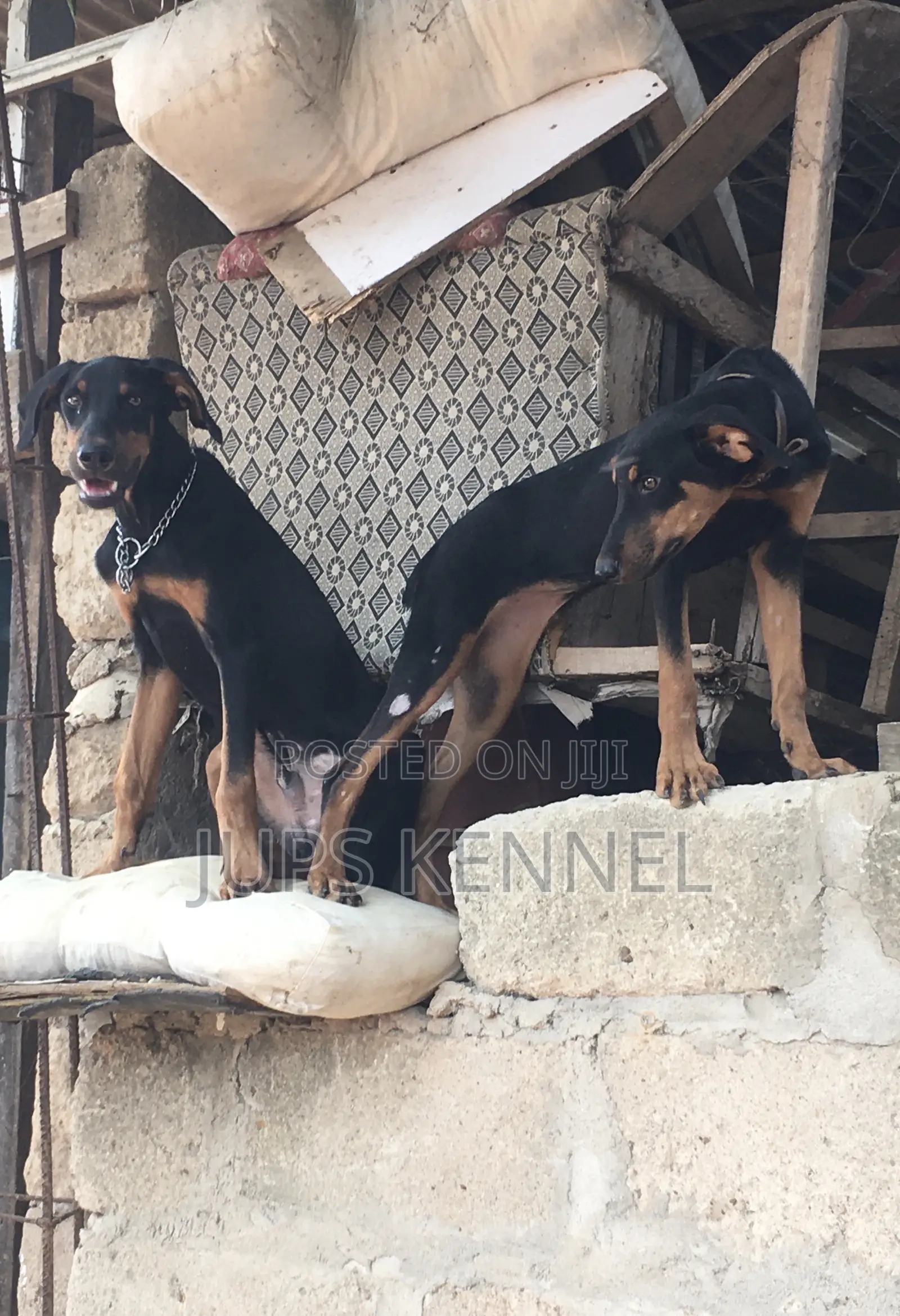 3-6 months Female Purebred Doberman Pinscher