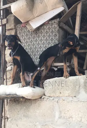 3-6 months Female Purebred Doberman Pinscher