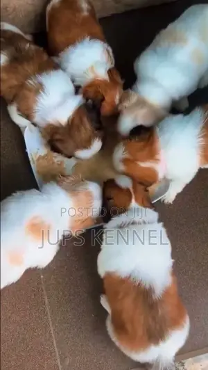 1-3 months Female Purebred Shih Tzu
