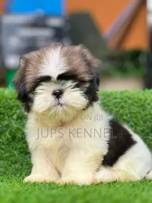 1-3 months Female Purebred Shih Tzu